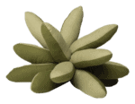 Almofada Plantas