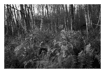 Fotografia Bosque Negro em branco e preto