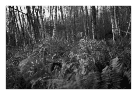 Fotografia Bosque Negro em branco e preto