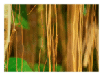 Fotografia Entrelaços acalmará seu ambiente.