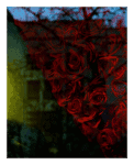 Mude a energia do ambiente com a Fotografia Rosas