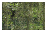 Sinta a natureza na decoração com a Fotografia Verde 4
