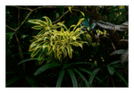 Fotografia Vida traz arte à sua decoração