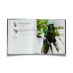 Livro BEIJA-FLORES DO BRASIL - Imagem 3