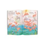 Livro The Big Book Of Birds: 0 - Imagem 2