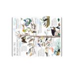 Livro The Big Book Of Birds: 0 - Imagem 4