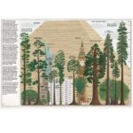Livro THE BOOK OF TREES - Imagem 4