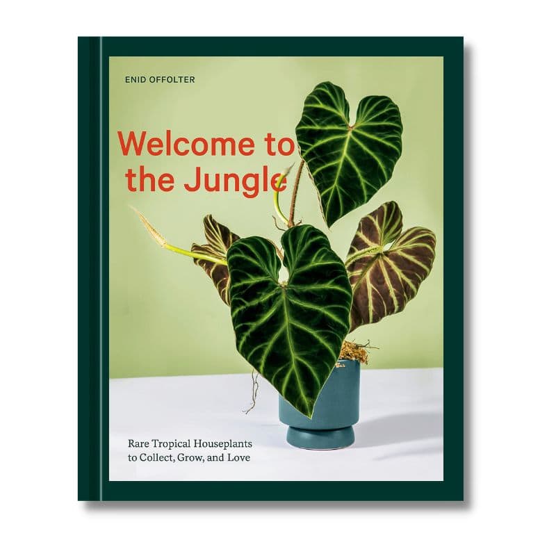 welcome to the jungle rare tropical houseplants to collect grow and love 7085 1 182df2cf5cf106f5dad14564346db169 1 deezign