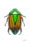 Quadro Macrapis