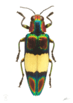 Quadro Chrysochroa Ocellata Ephippigera