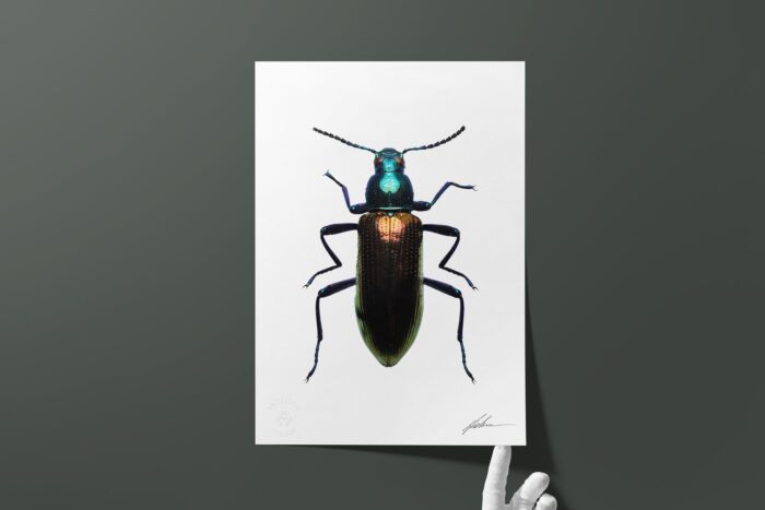 quadro strongylium bicolor 1 2 deezign